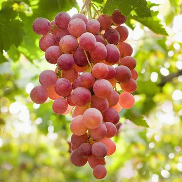 Red Grape Vine Plant 'Queen of Esther' Fruit Plant High Yielding Vitis Grape