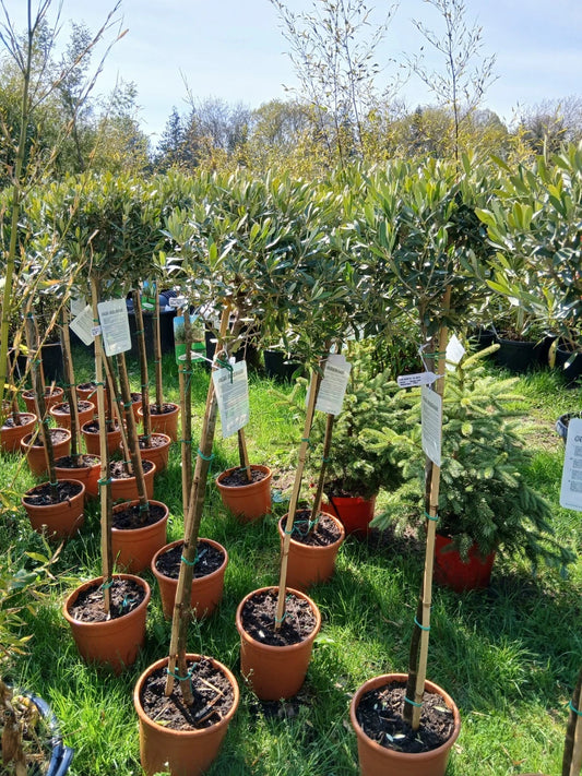 Olive Tree Large Approx 150cm Tall 25L UK Hardy Evergreen Patio Plant Healthy