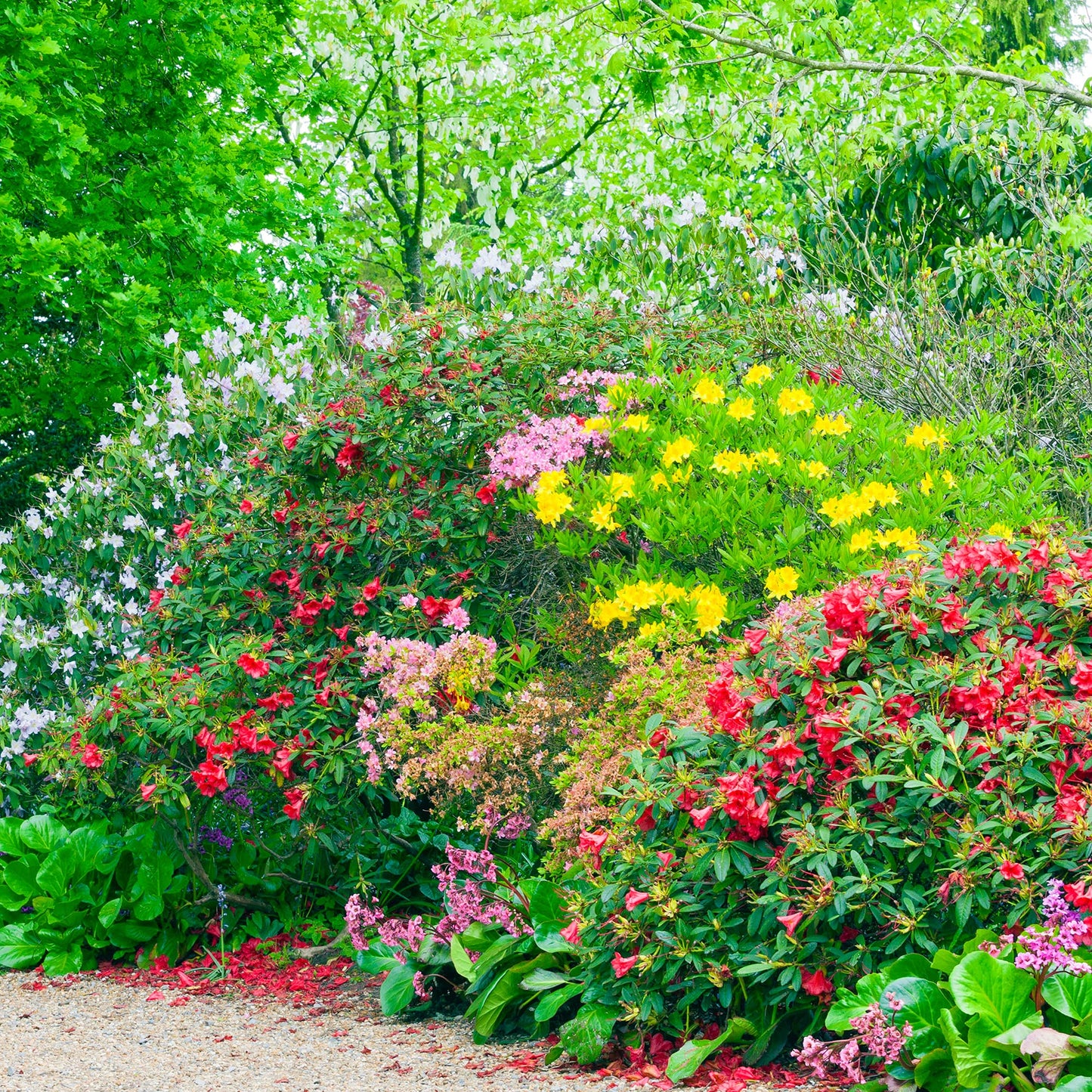 10 x Mixed Established Garden Shrubs in 9cm Pots