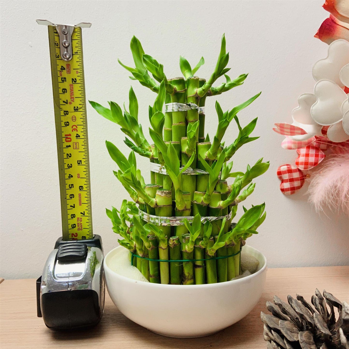 1 LUCKY BAMBOO RIBBON PLANT EVERGREEN INDOOR BONSAI IN CERAMIC POT FOR FENG SHUI
