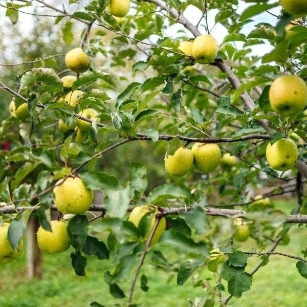 Apple Tree - Malus Golden Delicious - Patio Fruit Tree 2-3ft in 5 Litre Pot