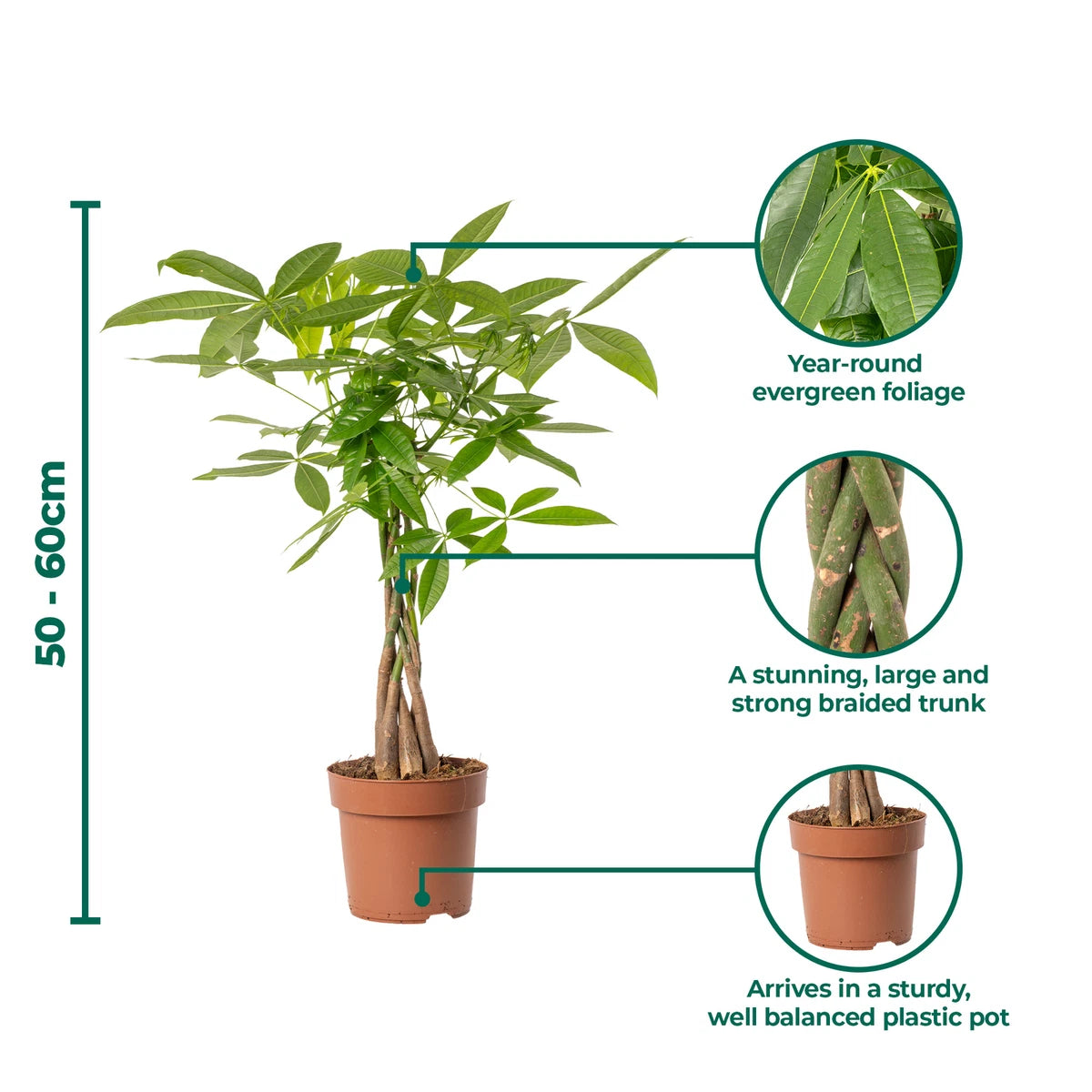 Pachira Aquatica Money Tree Evergreen Indoor House Plant for Home Office in Pot