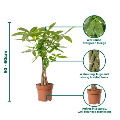 Pachira Aquatica Money Tree Evergreen Indoor House Plant for Home Office in Pot