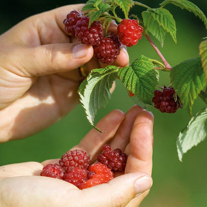 Raspberry Autumn Bliss Bare Root 10 x Canes - Grow Your Own Fresh Raspberries