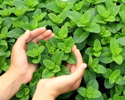 HERB PEPPERMINT SEEDS - 1500 seeds - Mentha piperita - Mosquito repellent plant