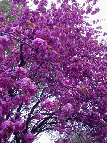 Japanese Flowering Cherry Prunus Kanzan 3-5ft Potted, Double Deep Pink Flowers