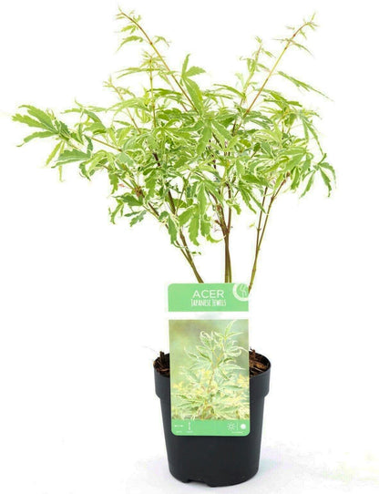 Acer palmatum Butterfly - Japanese Maple | Deciduous Garden Plant Tree in Pot