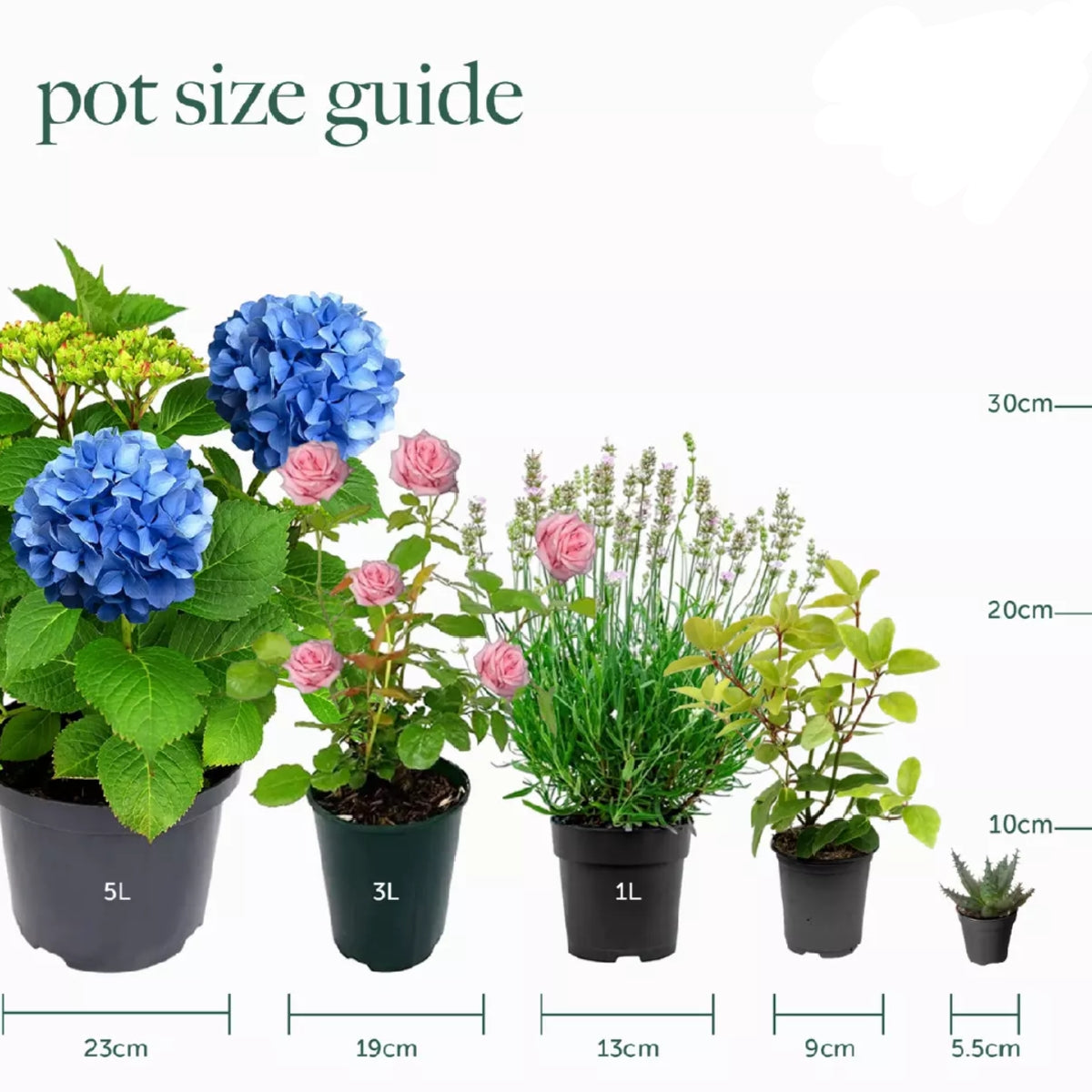 3 X Mixed Hydrangea MACROPHYLLA DECIDUOUS Shrub Hardy Plant in Pot