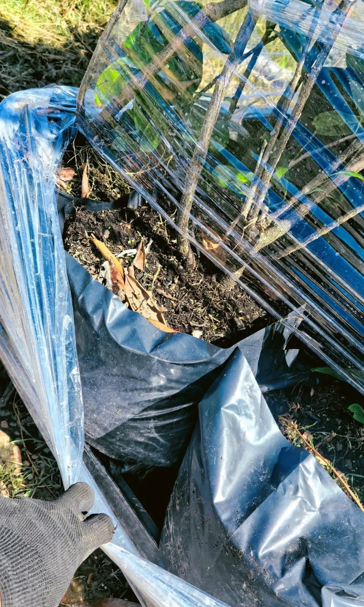 20 Cherry Laurel Hedging Plants, 10L Pots and 15L Bags  5-6FT 150-180cm
