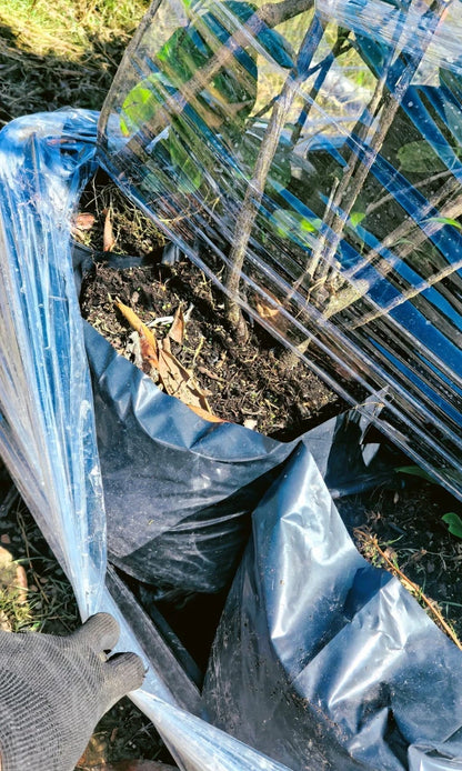 20 Cherry Laurel Hedging Plants, 10L Pots and 15L Bags  5-6FT 150-180cm