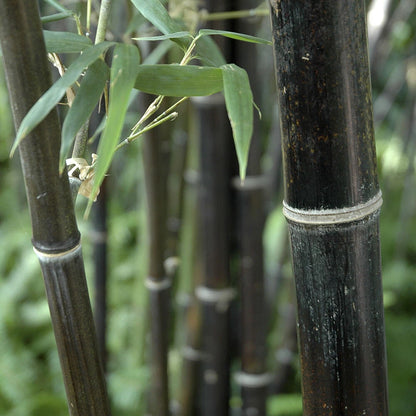 Bamboo Plant, Black Bamboo Phyllostachys Nigra, Hardy, 50-80cm Tall in 3L Pot