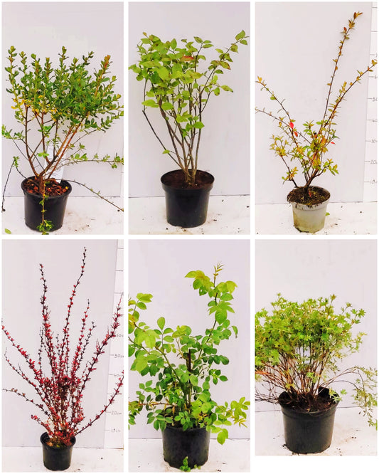 Garden Shrub Pack – 10 mature shrubs in 2-3 litre pots