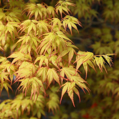 Acer palmatum Katsura - Japanese Maple | 100cm  Outdoor Garden Ready Tree in Pot