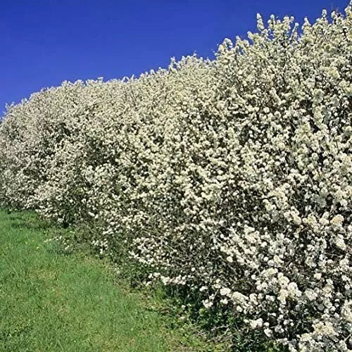 60 x Hawthorn Hedging Plants,Wildlife Friendly 2-3ft In 1L Pots Hawthorne Hedges
