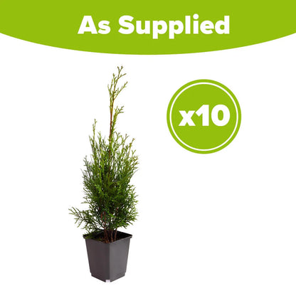 Evergreen Conifer Plants, Thuja Smaragd, compact hedging, hardy, 10 x 9cm pots