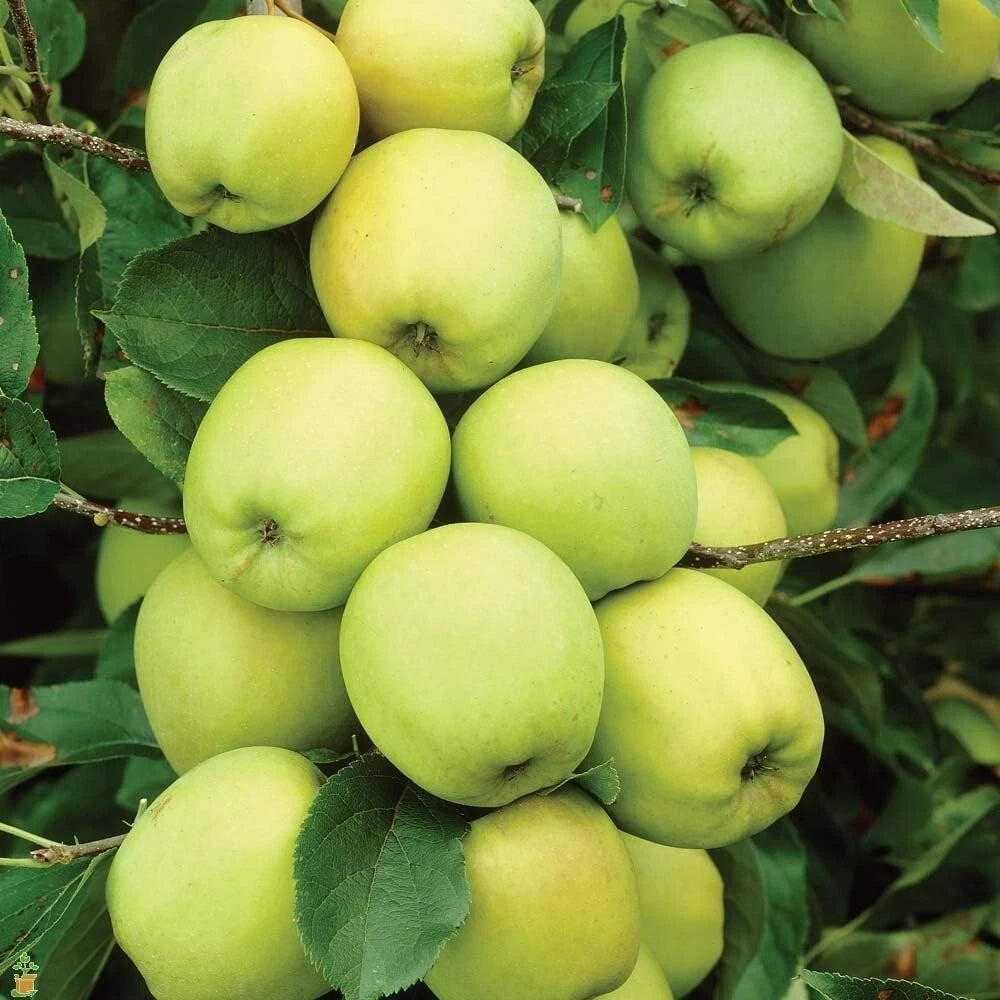 Apple Tree - Malus Golden Delicious - Patio Fruit Tree 2-3ft in 5 Litre Pot