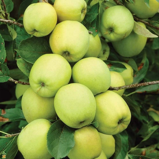 Apple Tree - Malus Golden Delicious - Patio Fruit Tree 2-3ft in 5 Litre Pot