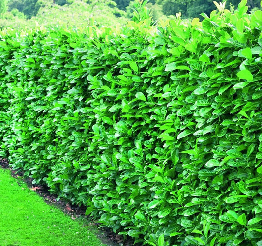 20 x Cherry Laurel Evergreen Hedging Fast Growing  60-90cm 2ltr Pots