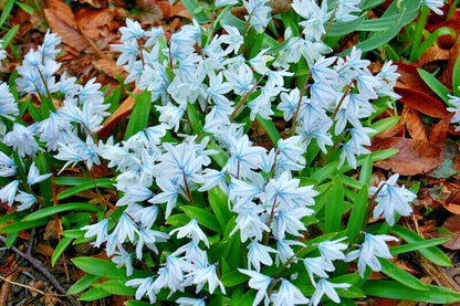 50 x STRIPED SNOWDROPS Spring Flowering PUSCHKINIA Perennial Garden Plant BULBS