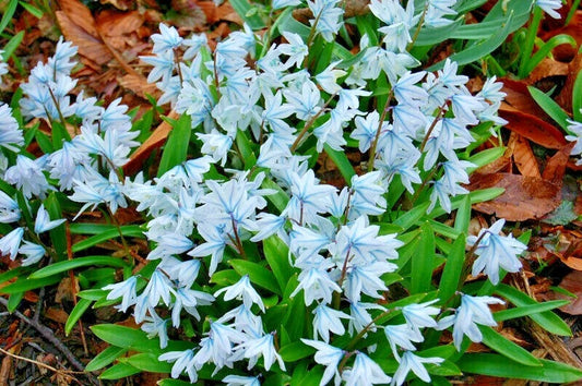 50 x STRIPED SNOWDROPS Spring Flowering PUSCHKINIA Perennial Garden Plant BULBS