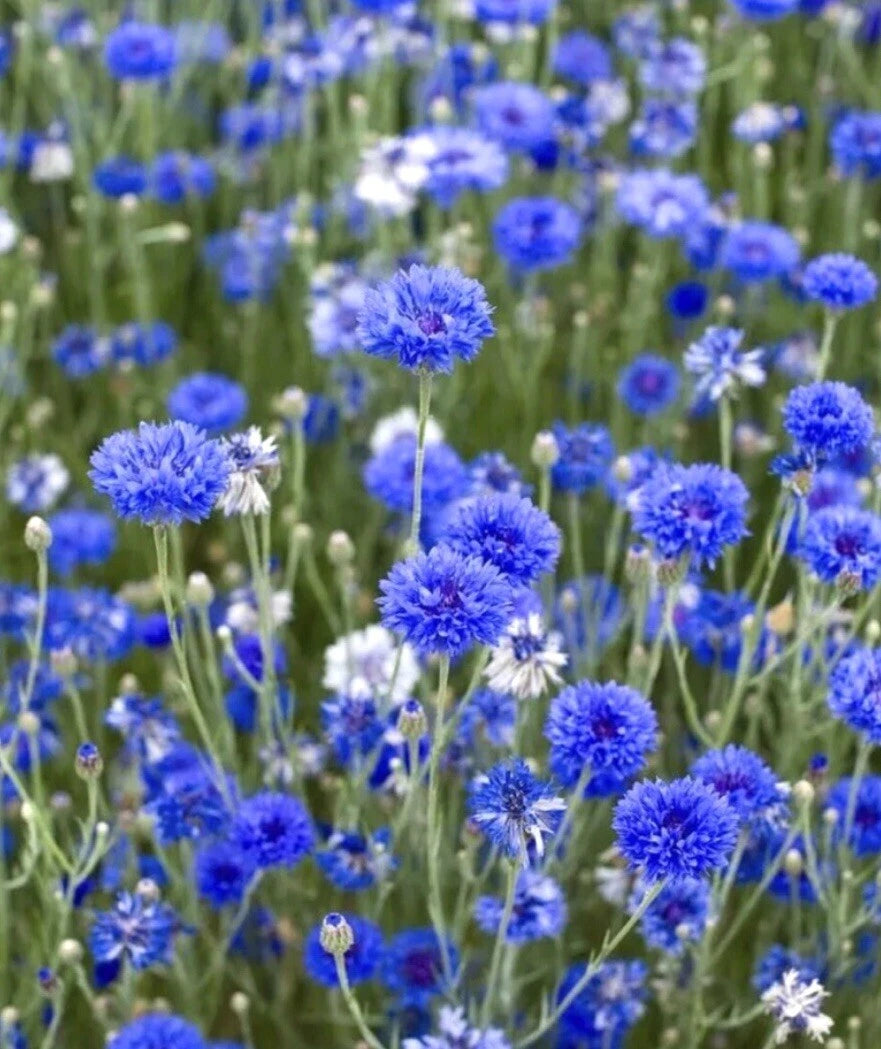 200 x Cornflower Blue Ball seeds.