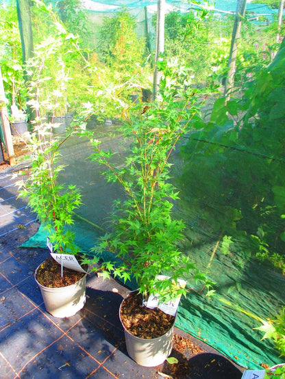 4ft inc. pot Japanese Maple  Acer palmatum ORANGE DREAM 7litre