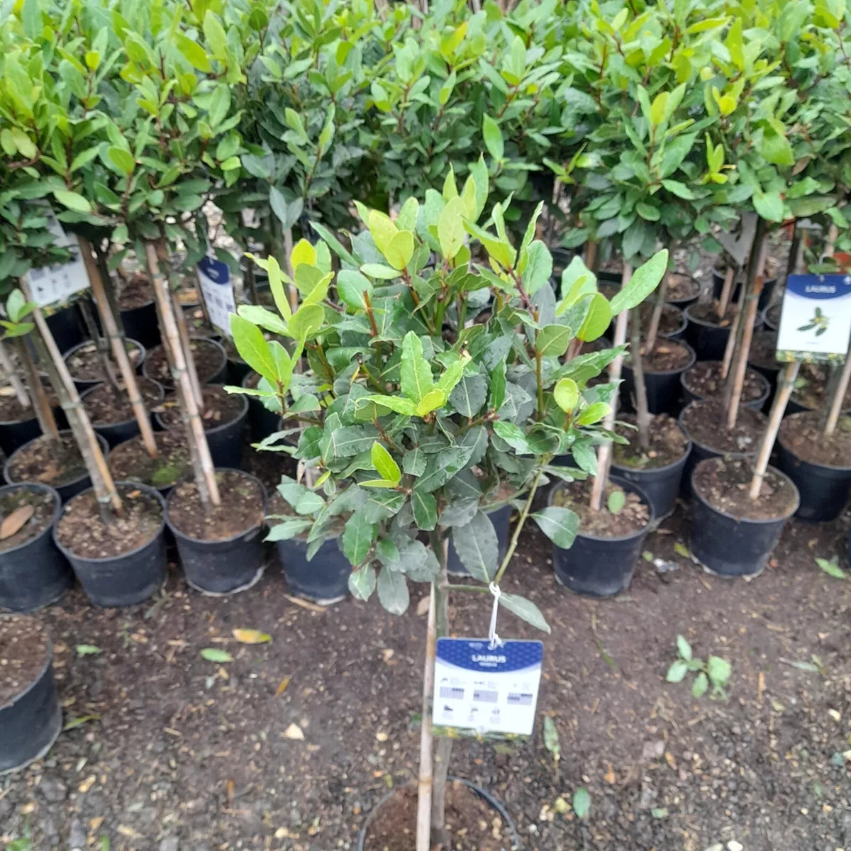 Laurus Nobilis 100cm Lollipop Bay Tree AMAZING VALUE 12cm pot