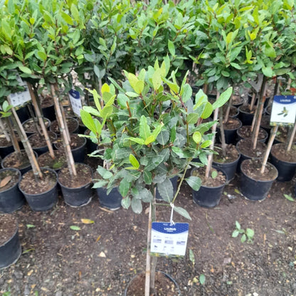 Laurus Nobilis 100cm Lollipop Bay Tree AMAZING VALUE 12cm pot