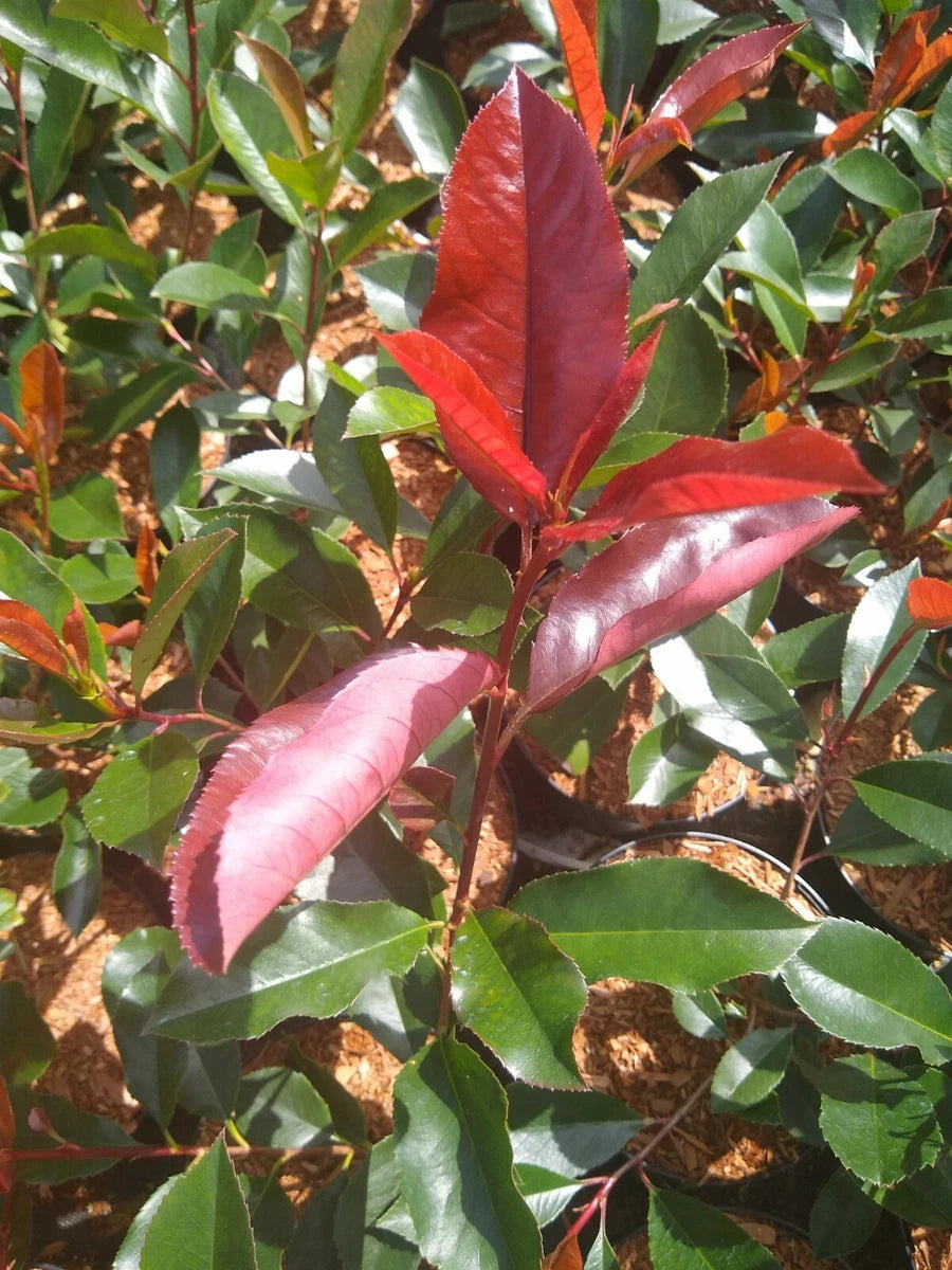 10x PHOTINIA RED ROBIN BUSH PLANTS 2LT POT SHRUBS WHITE FLOWERS HEDGING 2.5 FOOT