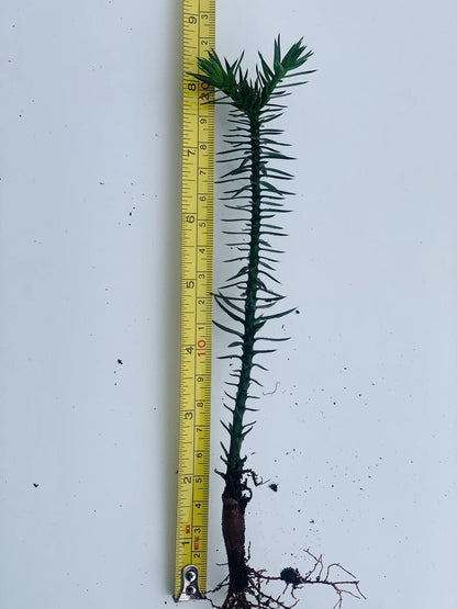 MONKEY PUZZLE (araucaria araucana) SEEDLINGS