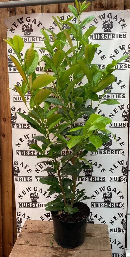 50 x Cherry Laurel Hedging Plants (100-125cm 3-4ft ft Tall) ,Prunus Rotundifolia