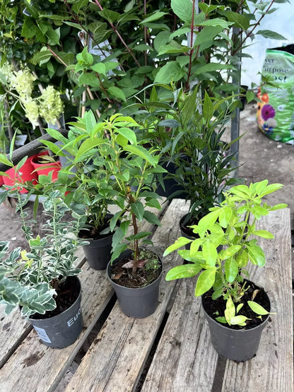 5X MIXED EVERGREEN GARDEN SHRUBS || VERY HEALTHY 9cm POTTED PLANTS , VERY CHEAP