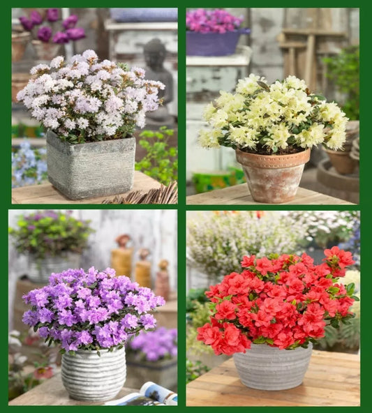 4 X MIXED DWARF RHODODENDRON SHRUBS FLOWERS