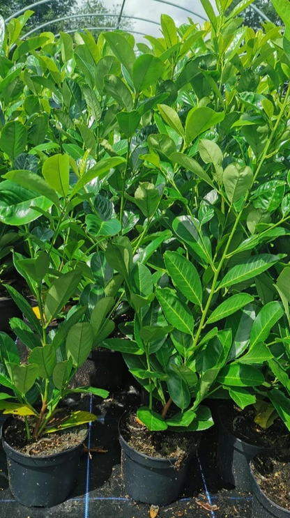 10 Cherry Laurel Hedging 3-4ft Evergreen Plants 2L Pot