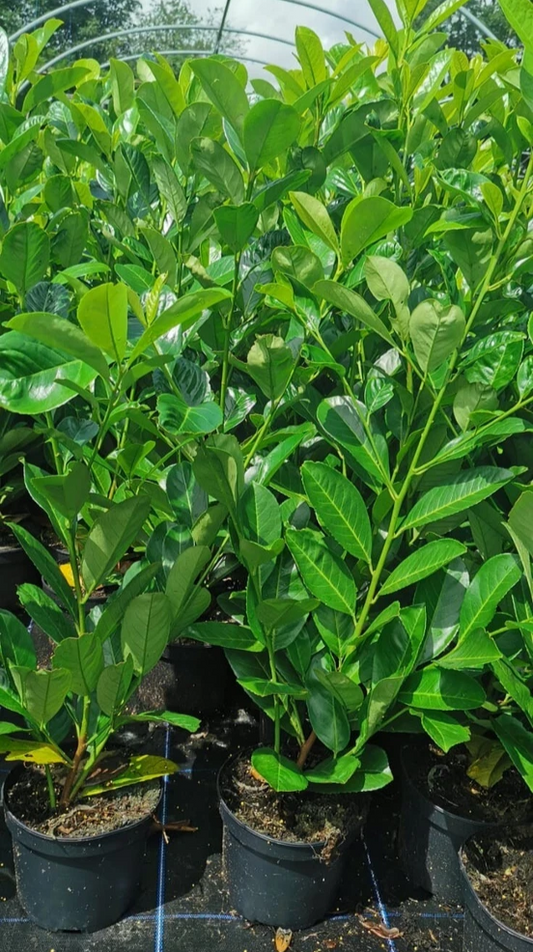 10 Cherry Laurel Hedging 3-4ft Evergreen Plants 2L Pot