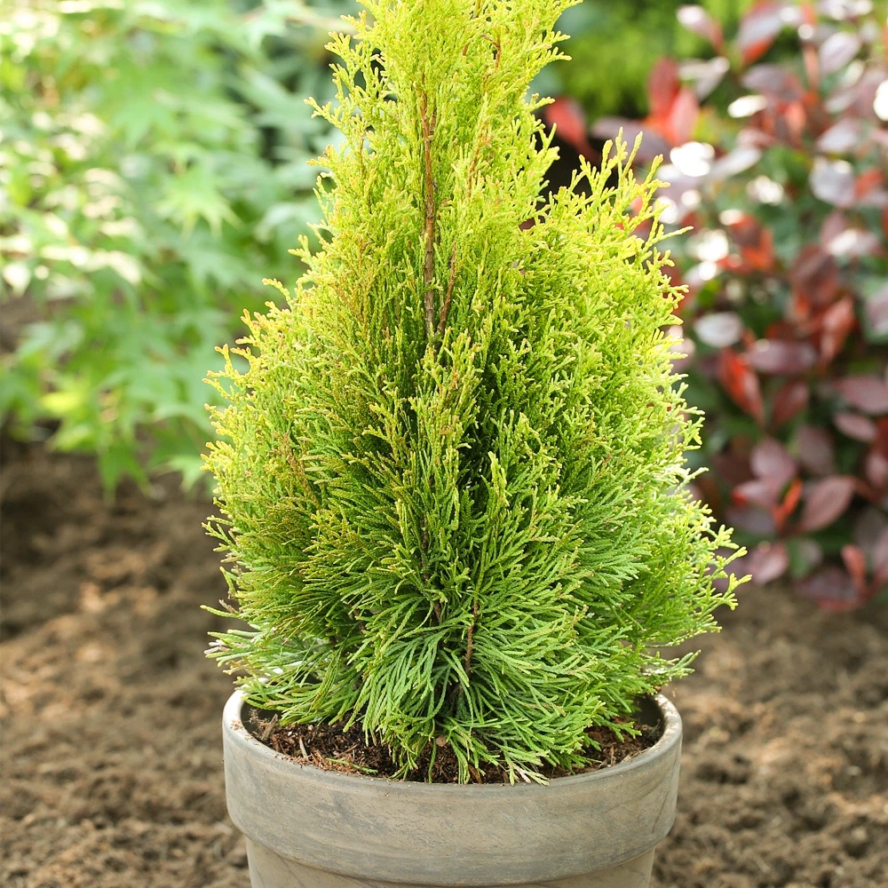 Thuja occidentalis Smaragd | Evergreen Coniferous White Cedar Hedging Plants