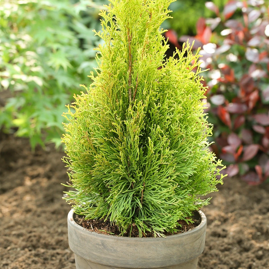 Thuja occidentalis Smaragd | Evergreen Coniferous White Cedar Hedging Plants