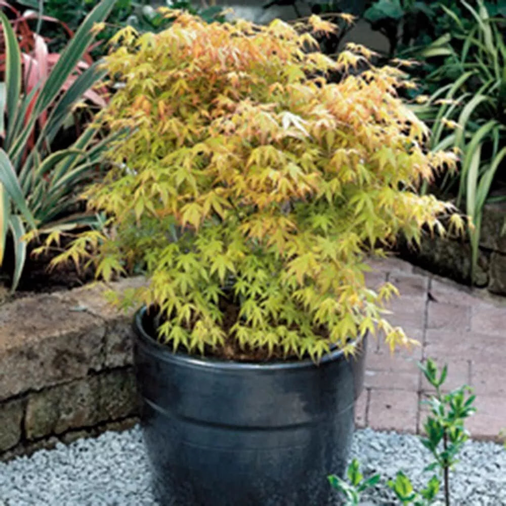 Acer Plant Japanese Maple Palmatum Katsura Garden Tree Shrub 40-50cm