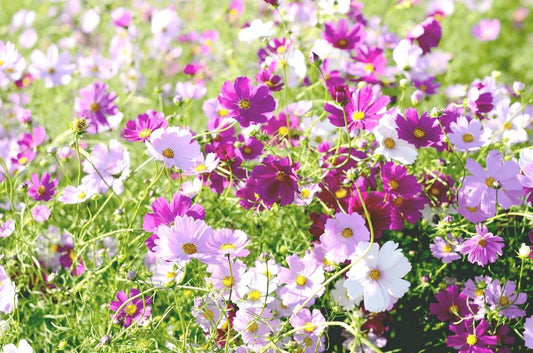 Cosmos Bipinnatus 'Sensation Mixed' Half-Hardy Annual, Superb Colour Wildflower 25g seeds