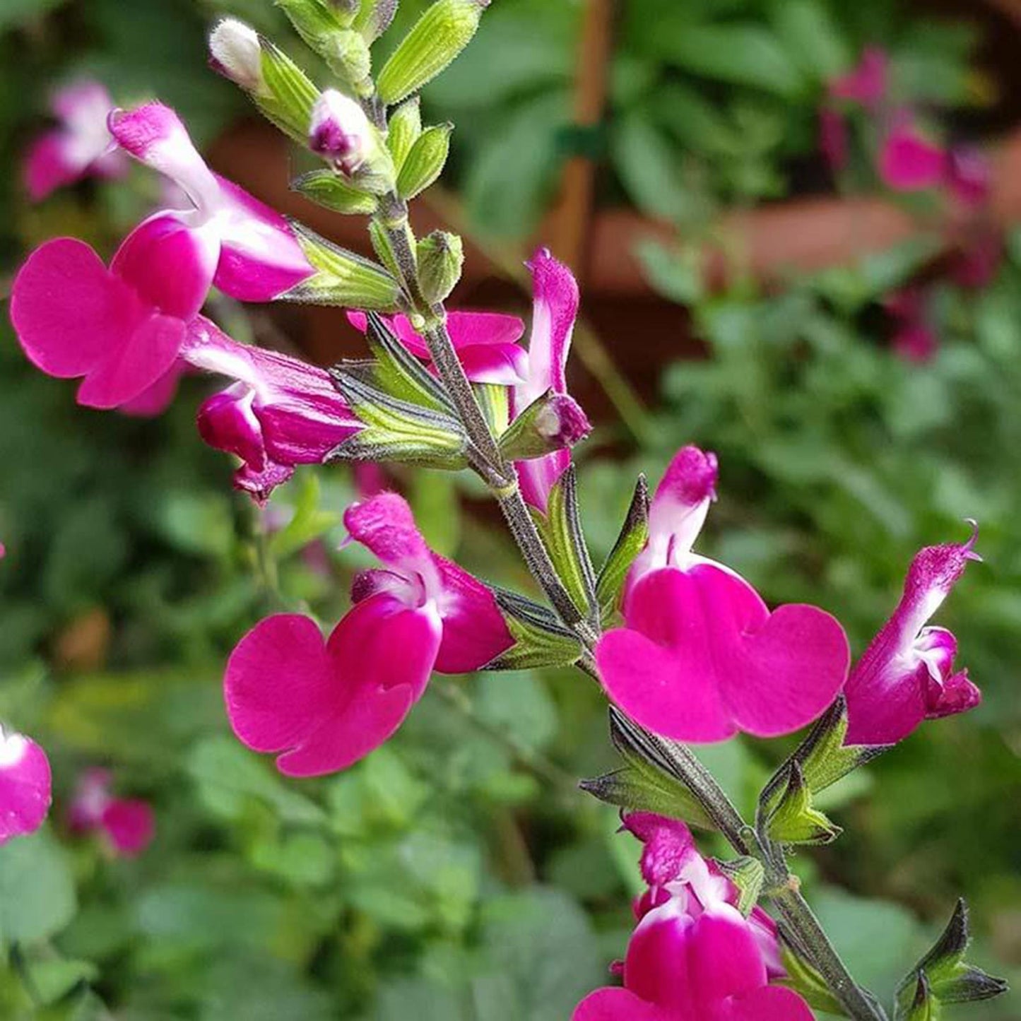 Perfect Plants - Salvia Perennial Plant in a 13cm Pot - Garden Ready to Plant