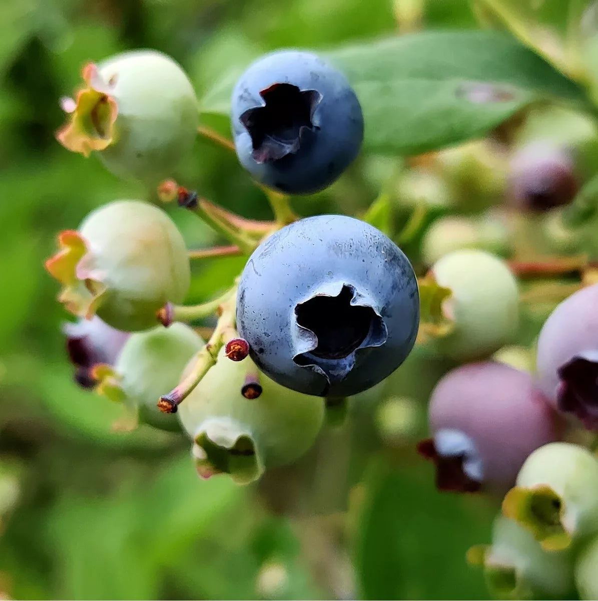 3 x Blueberry Plant Mix inc Vars Like Bluecrop