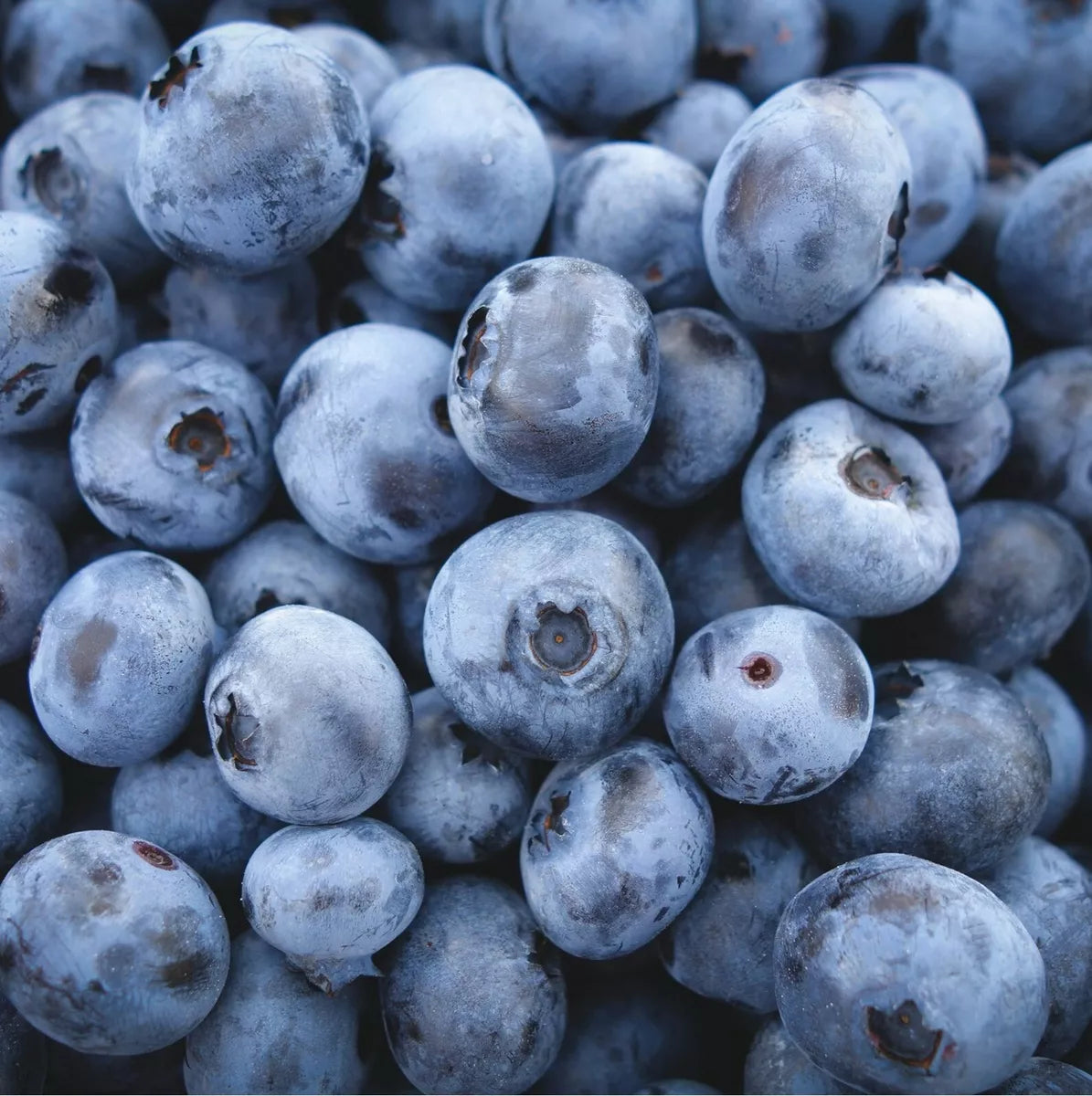 3 x Blueberry Plant Mix inc Vars Like Bluecrop