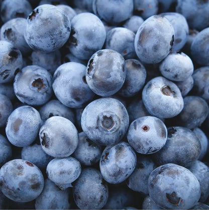 3 x Blueberry Plant Mix inc Vars Like Bluecrop