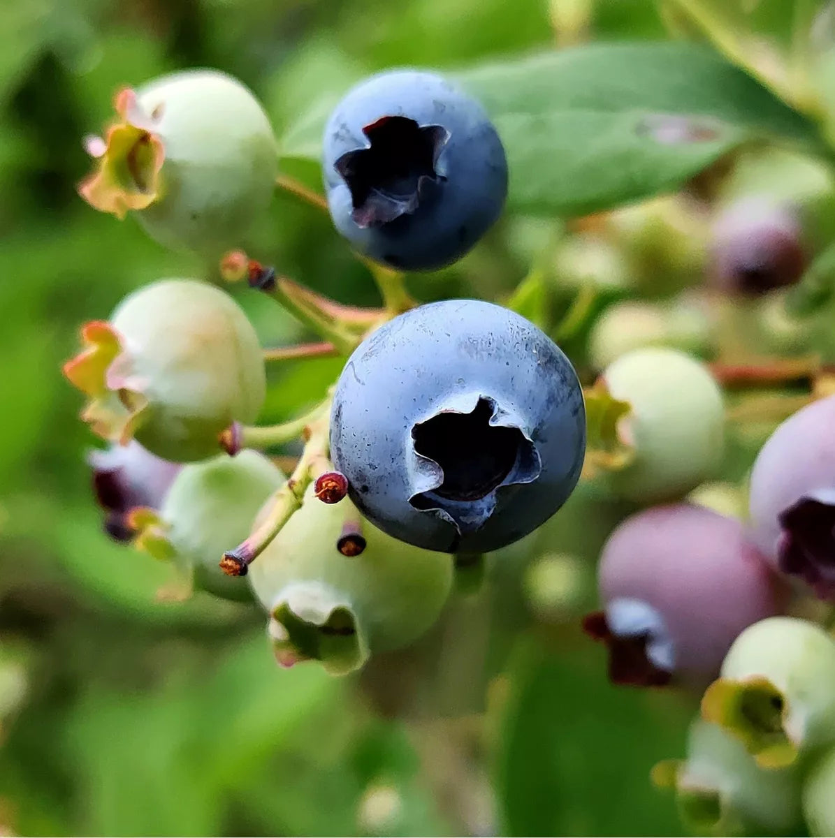 Blueberry, Blackberry & Grape Fruit Plant Mix - 3 Fruit Plants in 9cm Pots