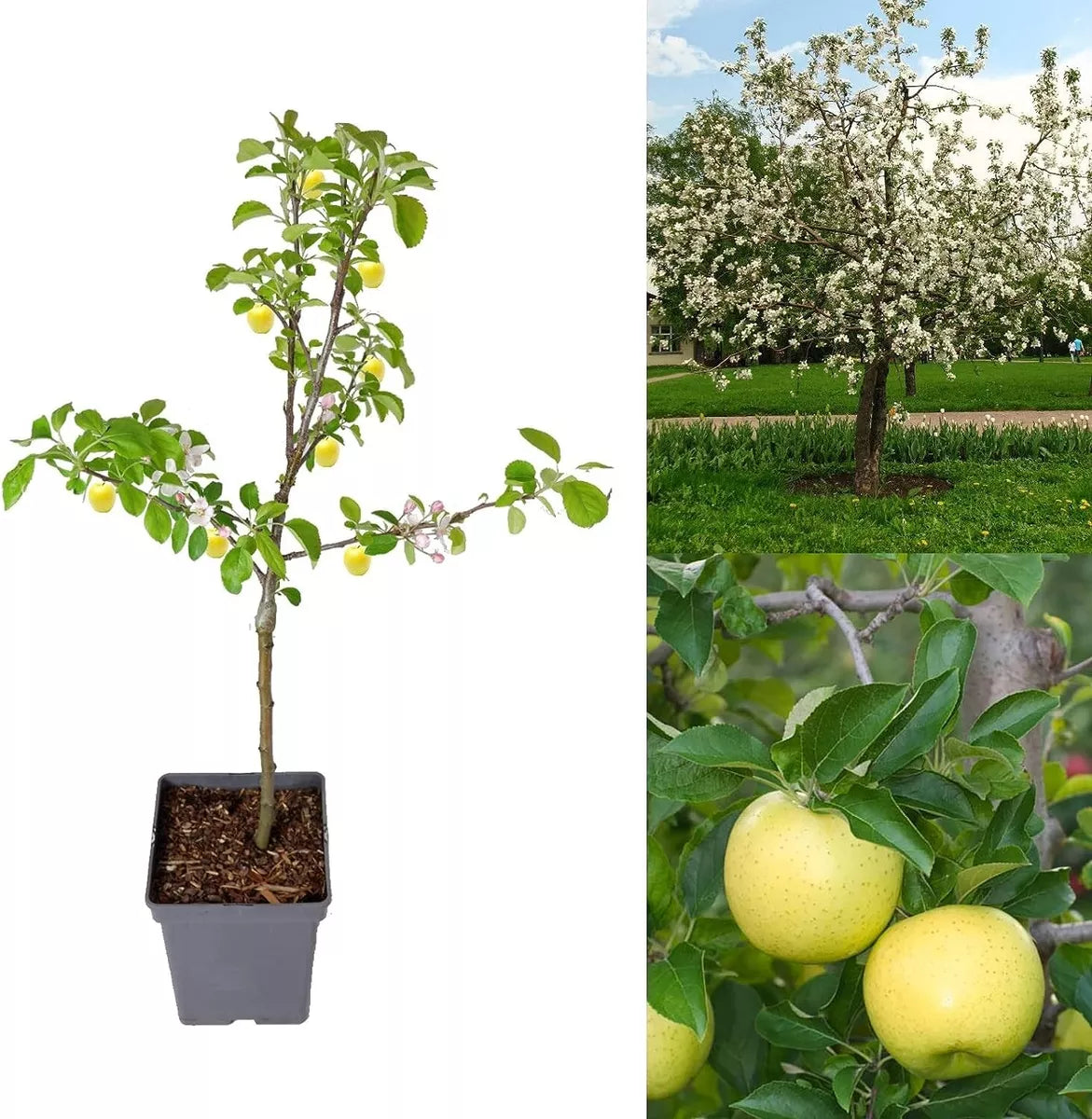 Apple Tree - Malus Golden Delicious - Patio Fruit Tree 2-3ft in 5 Litre Pot
