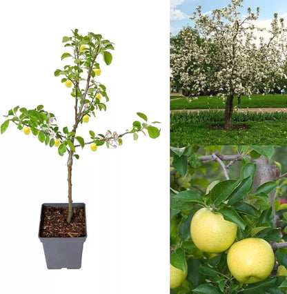 Apple Tree - Malus Golden Delicious - Patio Fruit Tree 2-3ft in 5 Litre Pot
