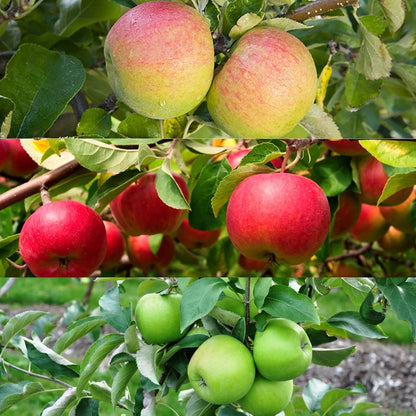 Patio Apple Tree - Mixed Varieties - Patio Fruit Tree 2-4ft in 5 Litre Pot