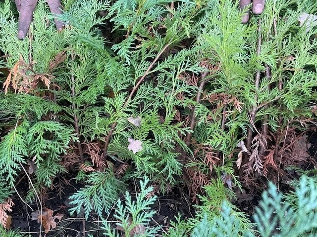 80-100CMS Green Leylandii | Hedging Conifers | GRADE B STOCK | BAREROOTED