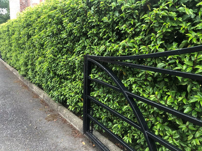 10 Portuguese Laurel Evergreen Hedging Plants 2-3ft Fast Growing 3 Litre Pots
