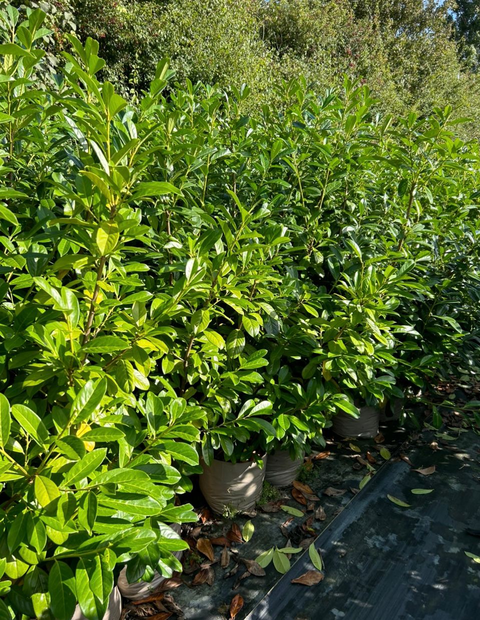 20 Cherry Laurel Hedging Plants, 10L Pots and 15L Bags  5-6FT 150-180cm